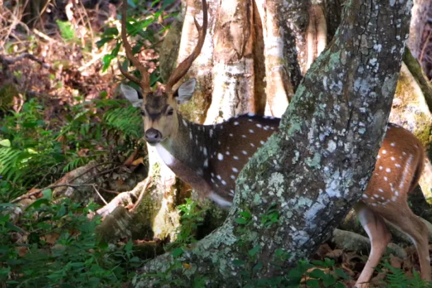 BRT Tiger Reserve Dear View