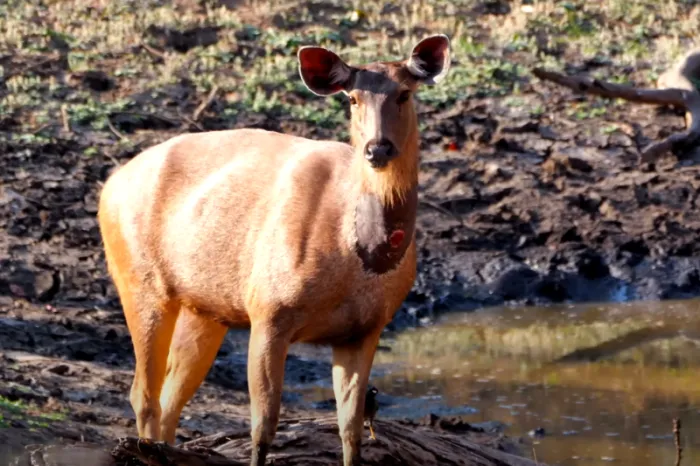 BRT Tiger Reserve Deer