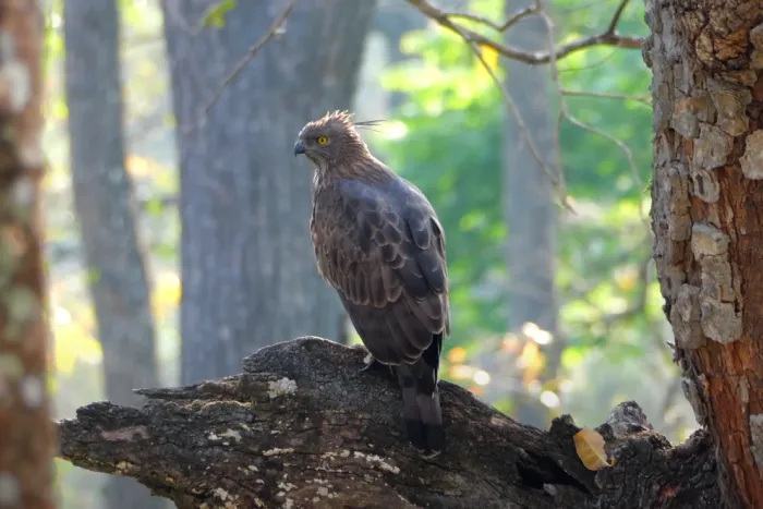 BRT Tiger Reserve Egale view
