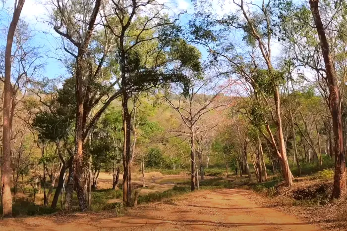 BRT Tiger Reserve First View