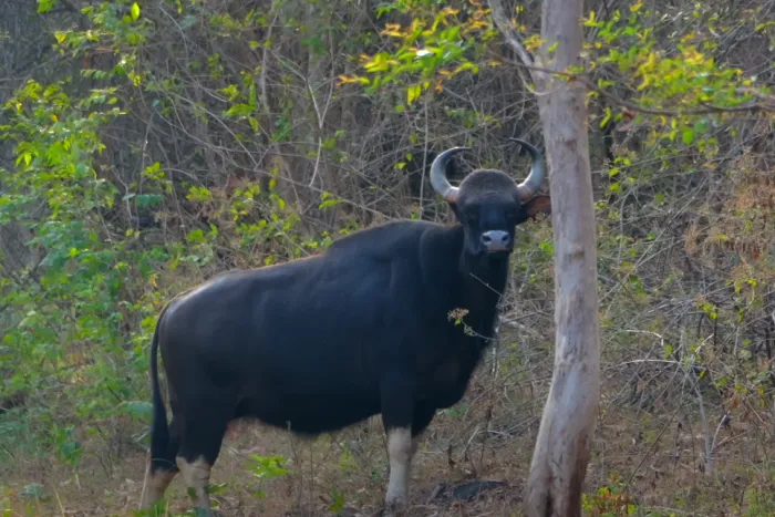 BRT Tiger Reserve Indian Wild Guar