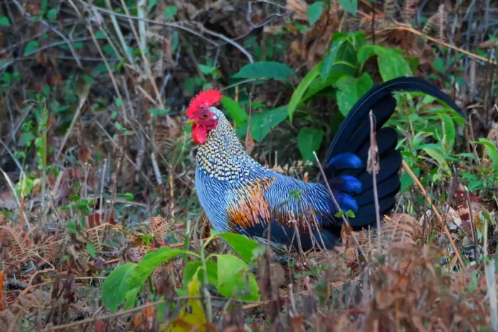 BRT Tiger Reserve Jungle Flow