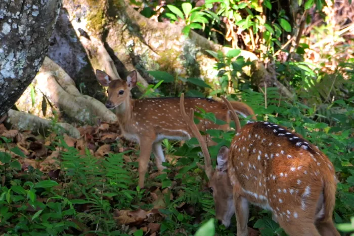 BRT Tiger Reserve Small Child Dear View