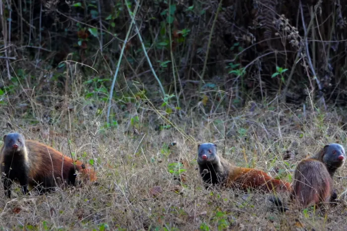 BRT Tiger Reserve Stripe Necked Mongooes