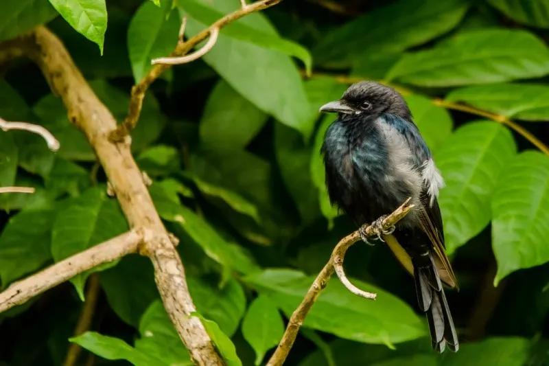Cauvery Wildlife Sanctuary 6 Cauvery Wildlife Sanctuary 1