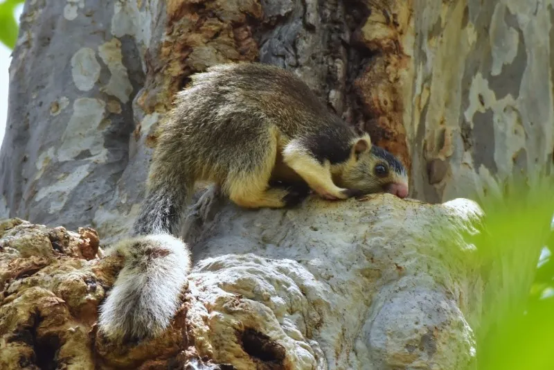 Cauvery Wildlife Sanctuary 5 Cauvery Wildlife Sanctuary 10