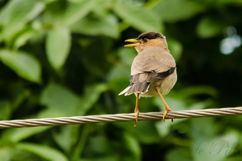 Cauvery Wildlife Sanctuary 7 Cauvery Wildlife Sanctuary 2