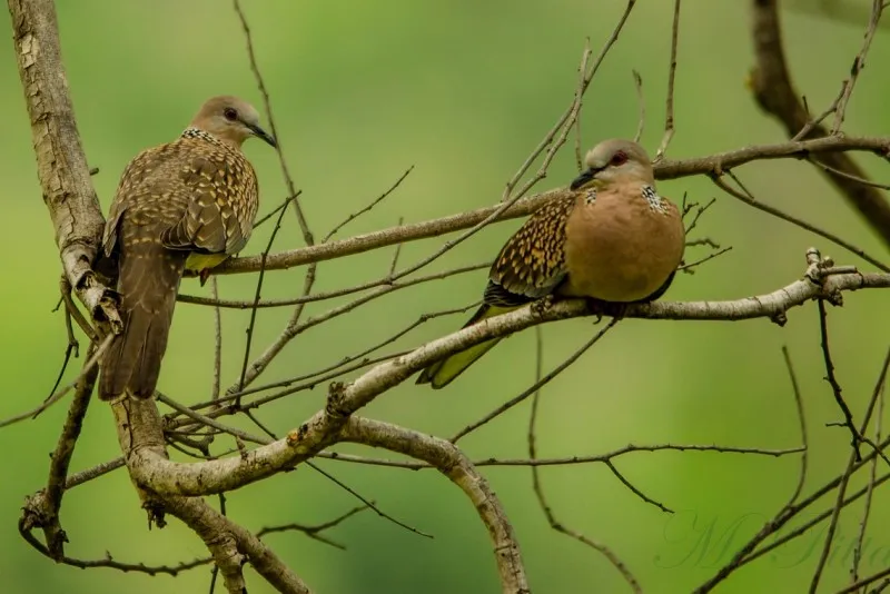 Cauvery Wildlife Sanctuary 9 Cauvery Wildlife Sanctuary 4 11zon