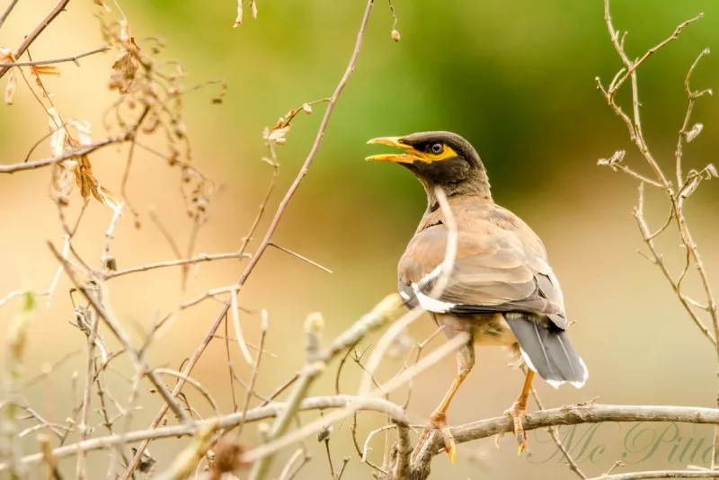 Cauvery Wildlife Sanctuary 10 Cauvery Wildlife Sanctuary 5