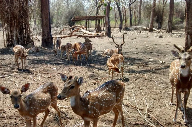 Cauvery Wildlife Sanctuary 11 Cauvery Wildlife Sanctuary 6
