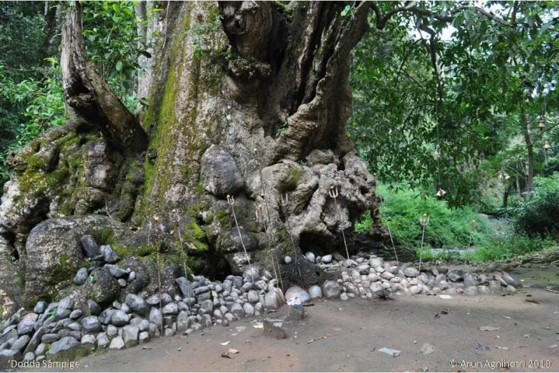 Dodda Sampige Mara 1 Dodda Sampige Mara 3