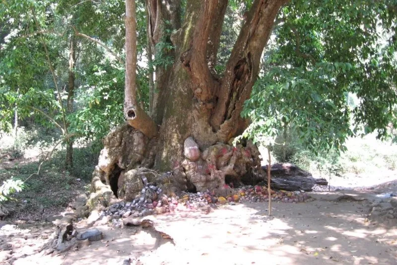 Dodda Sampige Mara 4 Dodda Sampige Mara