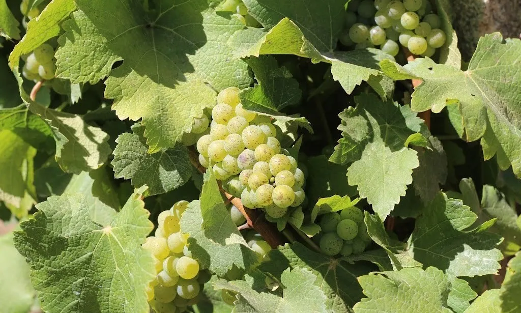 Grover Zampa Vineyards 6 Grover Zampa Vineyards Grapes 11zon