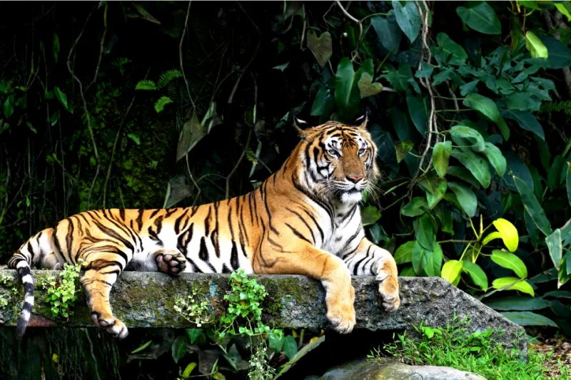 Bandipur National Park 3 bandipur national park tiger safari