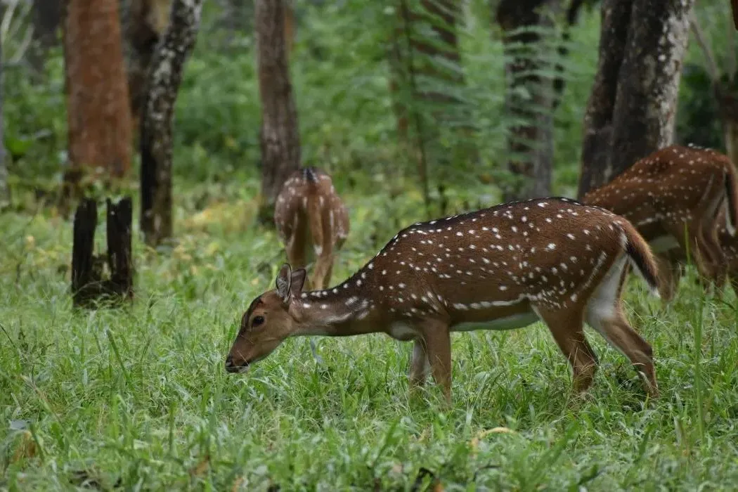 Bandipur National Park 4 bandipur national park