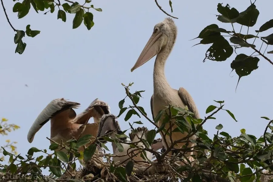 Kokkare belluru Bird Sanctuary 2 Kokkare belluru Bird Sanctuary 1