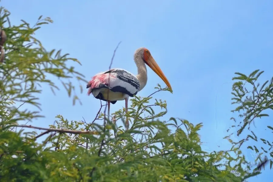 Kokkare belluru Bird Sanctuary 3 Kokkare belluru Bird Sanctuary photo