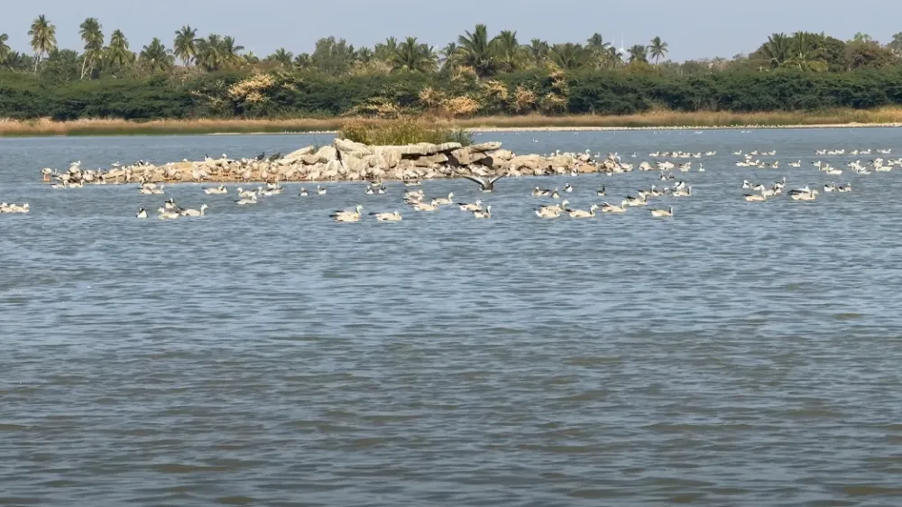 Magadikere Bird Conservation Reserve 2