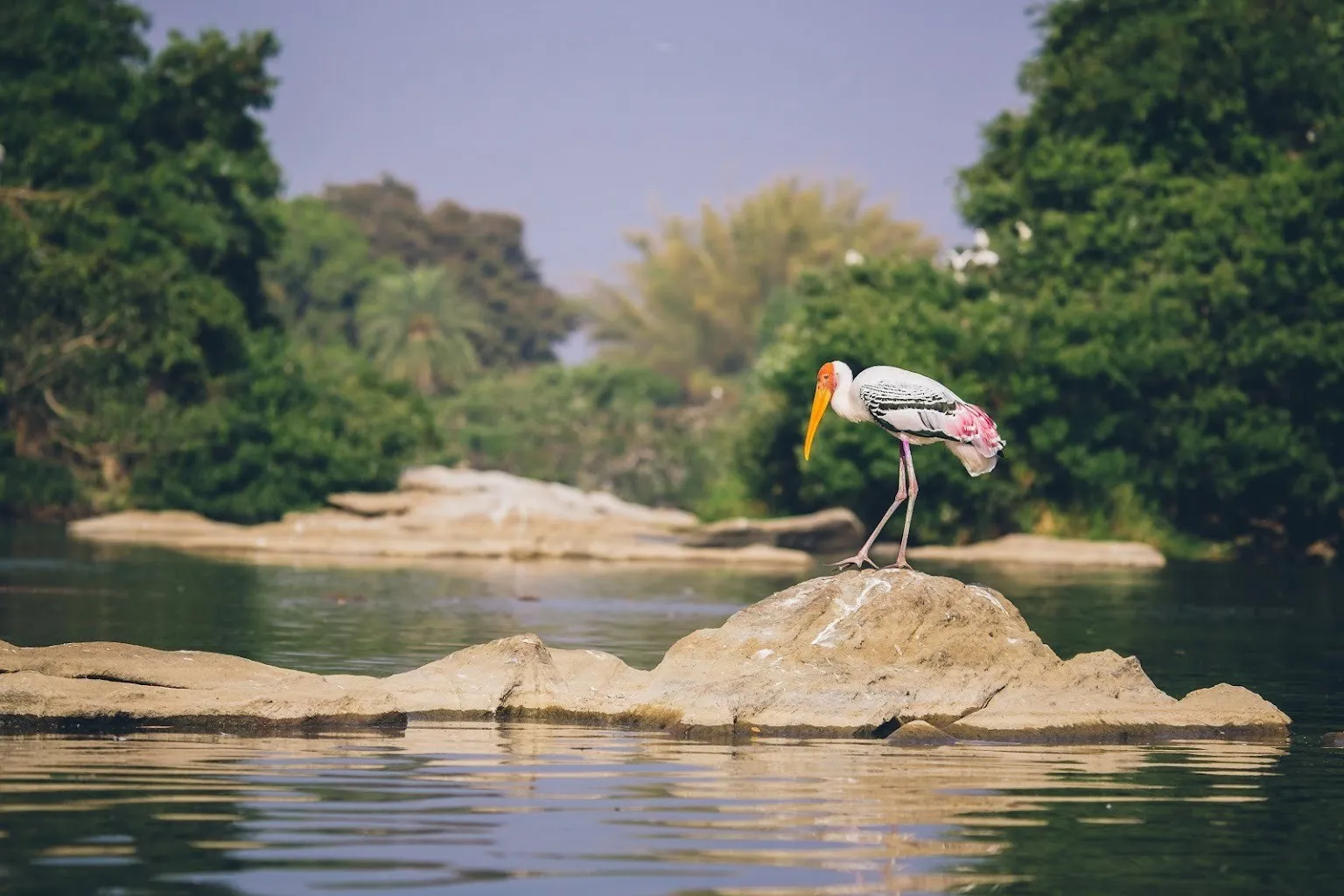 Ranganathittu Bird Sanctuary 1 Ranganathittu Bird Sanctuary 1