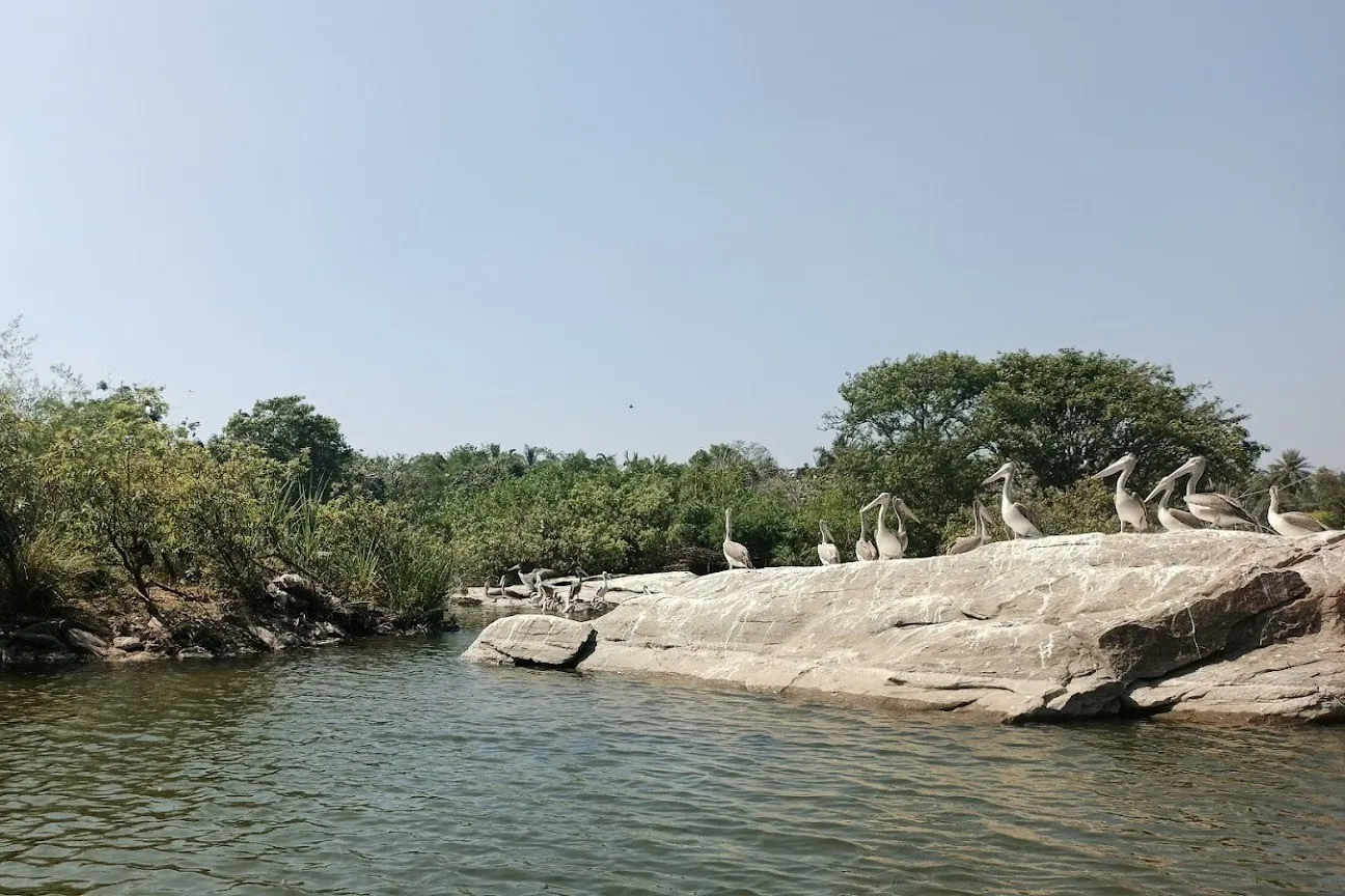 Ranganathittu Bird Sanctuary 6 Ranganathittu Bird Sanctuary photo