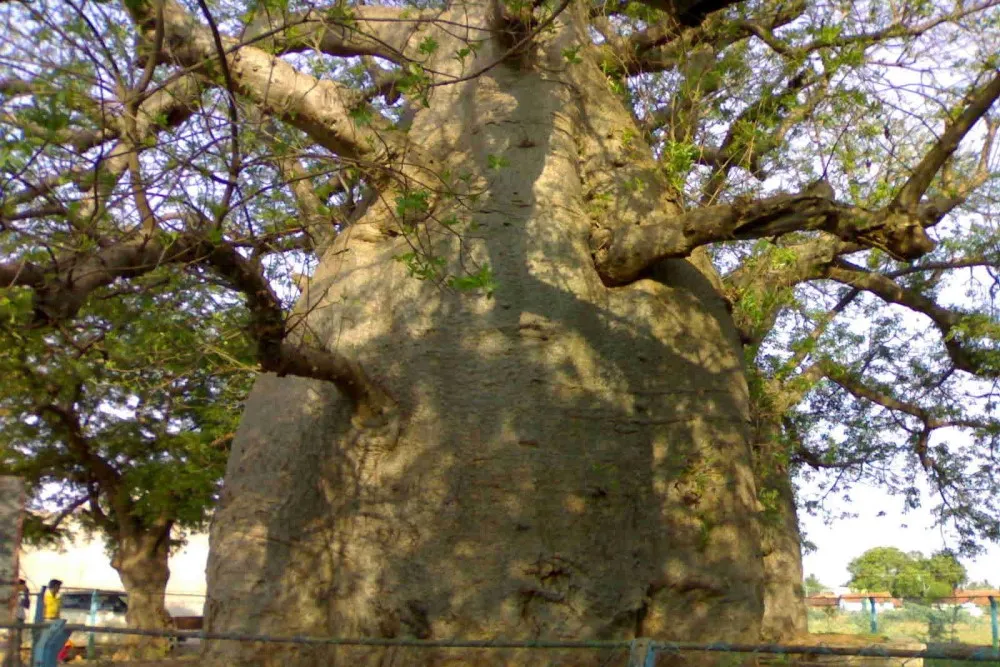 Dodda Hunashe Mara Savanur 4 Dodda Hunashe Mara Savanur 6000 Years