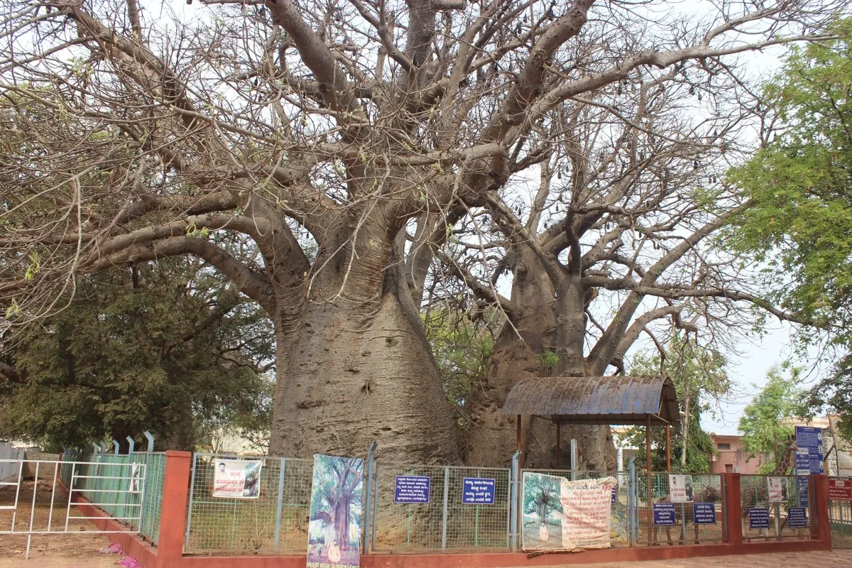 Dodda Hunashe Mara Savanur 2 Dodda Hunashe Mara Savanur Haveri