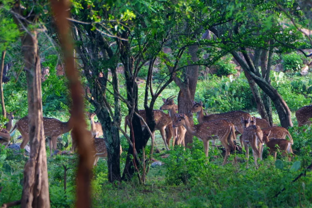 PG Palya Wildlife Safari 3 PG Palya Wildlife Safari 1